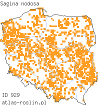 wystepowanie - Sagina nodosa (karmnik kolankowaty)