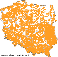 wystepowanie - Sagina procumbens (karmnik rozesłany)