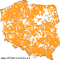 wystepowanie - Stellaria holostea (gwiazdnica wielkokwiatowa)