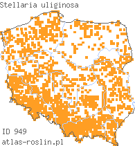 wystepowanie - Stellaria uliginosa (gwiazdnica bagienna)