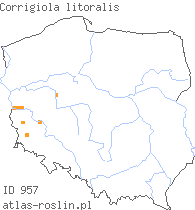 wystepowanie - Corrigiola litoralis (nabrzeżyca nadrzeczna)