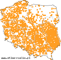 wystepowanie - Spergularia rubra (muchotrzew polny)