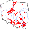 wystepowanie - Chenopodium ficifolium (komosa jesienna)