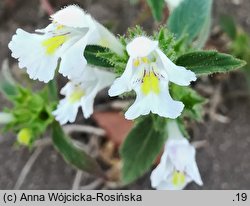 Galeopsis segetum (poziewnik piaskowy)