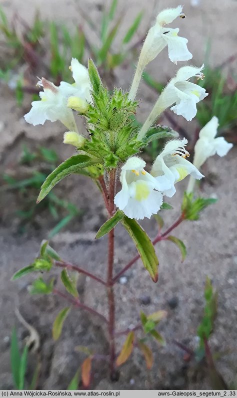 Galeopsis segetum (poziewnik piaskowy)