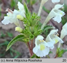 Galeopsis segetum (poziewnik piaskowy)