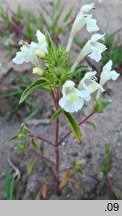 Galeopsis segetum (poziewnik piaskowy)