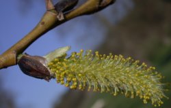 Salix fragilis (wierzba krucha)