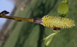 Salix fragilis (wierzba krucha)