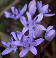 Scilla bifolia