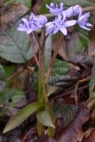 Scilla bifolia