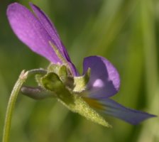 Viola tricolor (fiołek trójbarwny)