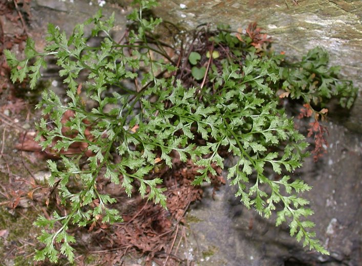 Asplenium cuneifolium f. anthriscifolium