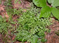 Asplenium cuneifolium f. anthriscifolium