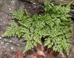 Asplenium cuneifolium f. cuneifolium