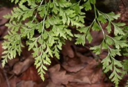 Asplenium cuneifolium f. cuneifolium