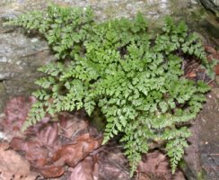 Asplenium cuneifolium f. cuneifolium