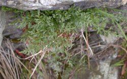 Asplenium cuneifolium f. incistinum