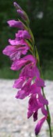 Gladiolus imbricatus