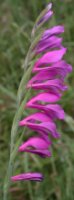 Gladiolus imbricatus