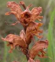 Orobanche caryophyllacea (zaraza przytuliowa)