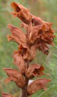 Orobanche caryophyllacea (zaraza przytuliowa)