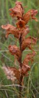 Orobanche caryophyllacea (zaraza przytuliowa)