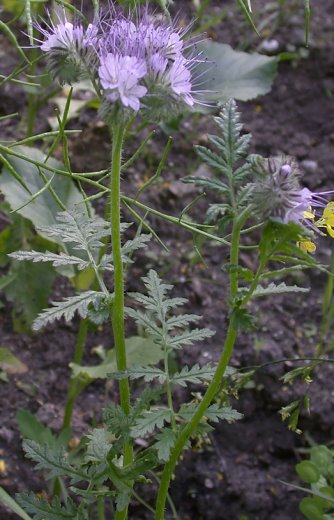 Phacelia tanacetifolia