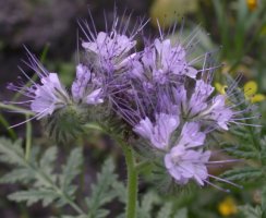 Phacelia tanacetifolia