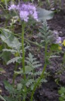 Phacelia tanacetifolia