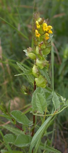 Rhinanthus minor (szelężnik mniejszy)