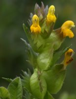 Rhinanthus minor (szelężnik mniejszy)