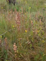 Rhinanthus minor (szelężnik mniejszy)