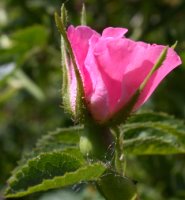 Rosa rubiginosa (róża rdzawa)