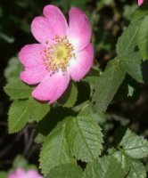 Rosa rubiginosa (róża rdzawa)