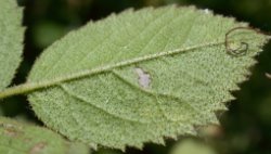 Rosa rubiginosa (róża rdzawa)