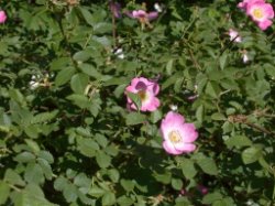 Rosa rubiginosa (róża rdzawa)