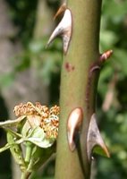 Rosa rubiginosa (róża rdzawa)