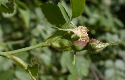 Rosa rubiginosa (róża rdzawa)