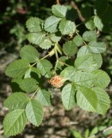 Rosa rubiginosa (róża rdzawa)