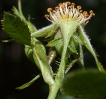 Rosa rubiginosa (róża rdzawa)