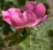 Rosa rubiginosa (róża rdzawa)