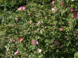 Rosa rubiginosa (róża rdzawa)