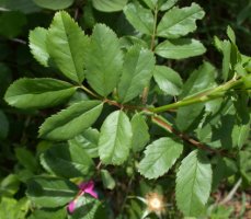 Rosa virginiana (róża wirgińska)