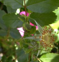 Rosa virginiana (róża wirgińska)