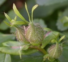 Rosa virginiana (róża wirgińska)