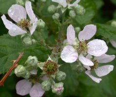 Rubus divaricatus (jeżyna połyskująca)