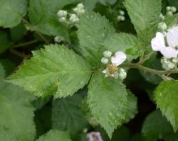 Rubus divaricatus (jeżyna połyskująca)