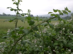 Rubus divaricatus (jeżyna połyskująca)