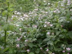 Rubus divaricatus (jeżyna połyskująca)